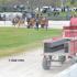 Mules Come to Columbia, Tennessee